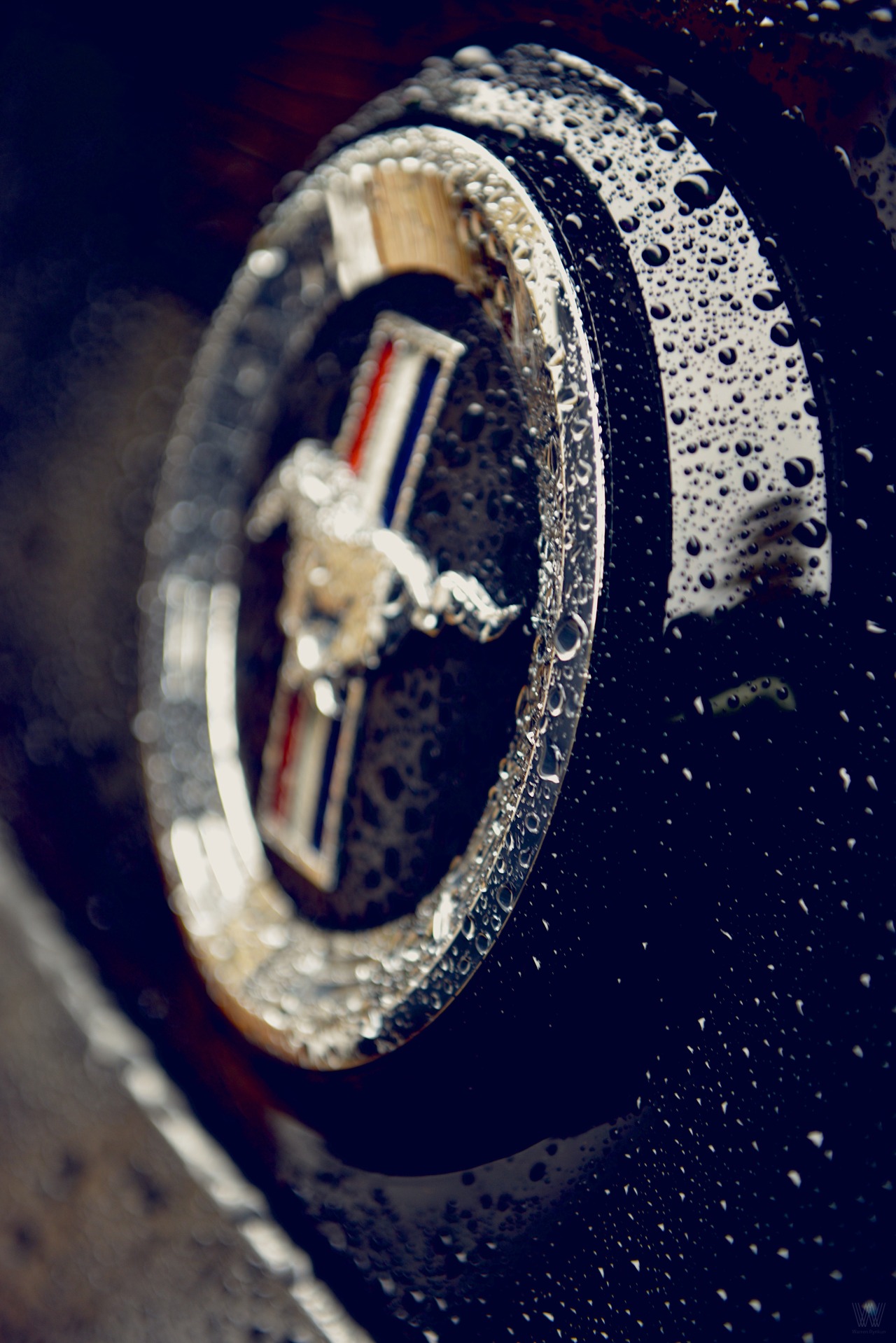 Ford Mustangs