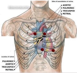 Doctordconline:  Location Of Valves Vs Sites Of Auscultation Of Valves………..