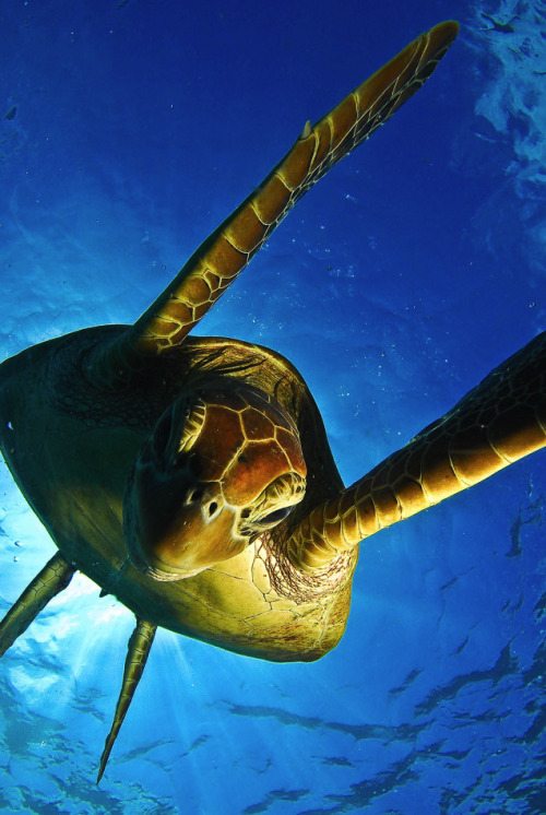 nubbsgalore:  marine turtles (the endangered loggerhead and green sea, the critically endangered hawksbill and the vulnerable pacific ridley) photographed by (click pic) harry otoi, christian miller, vaclav krpelik, reinhard dirscherl, michael patrick