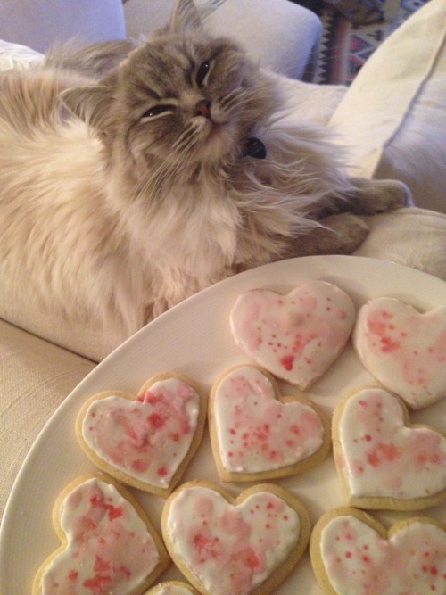 princess-peachie: emilyember: me and leonardo baked sugar cookies. He looks so proud and content tha