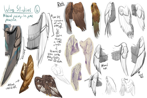 Wednesday UpdateBird wing anatomy practice from earlier in the month. I had to draw bird wings in a 