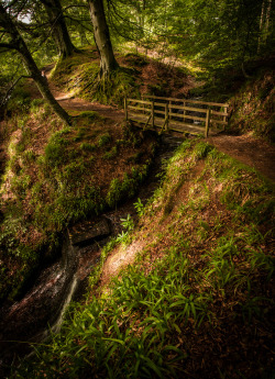 lori-rocks:  Edzell woods, Scotland (by the.approximate.photographer)