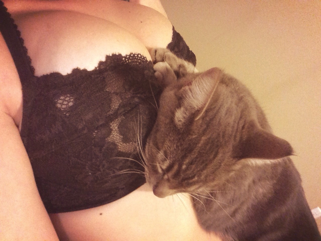hopeless37: Meet Leo. Ruler and protector of my boobs. 🐱 