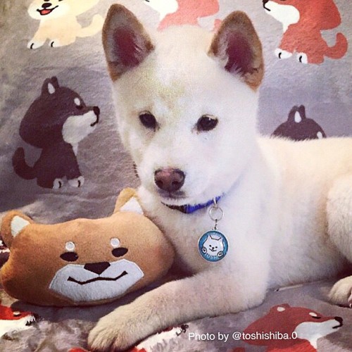 #CREAMshiba Toshi modeling with #SHIBAinc_DogTag , #SHIBAincBlanket, #SHIBAincSqurakyToy Thank you•