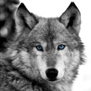 heybluewolf avatar