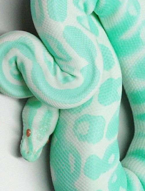 magical-girl-stims:Pastel snake stimboard for anon