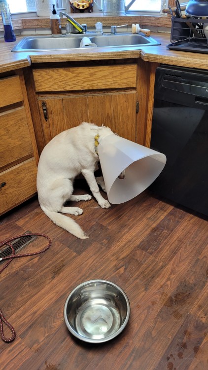 katiiie-lynn:Our little sweet pea went for surgery to get fixed today. Poor girl is still super scared of the vet’s office, she got nervous as soon as we got out of the Jeep and into in the parking lot this morning ☹️ but she did well and is