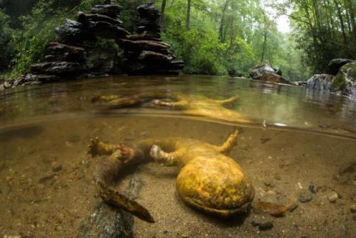 bogleech:bogleech:A rare giant hellbender salamander found dead because some hiker’s rock-stacking c