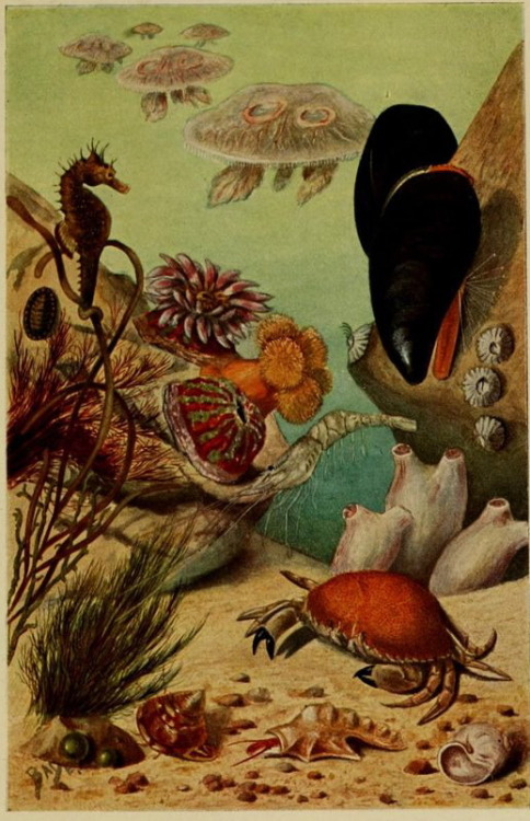 nemfrog: Underwater. Handbuch für Naturaliensammler. 1913.