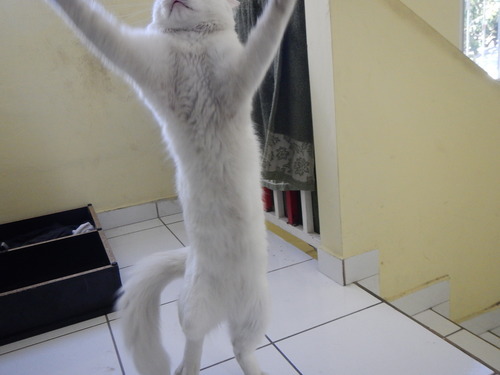 thecutestofthecute:  stephanieion:  So I was taking photos of my cat:  and he saw