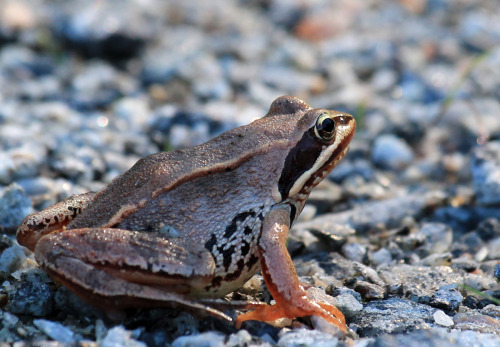 Moor frog, photographed at the Orlången nature reserve, Huddinge, Sweden.