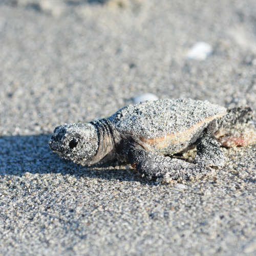 Loggerhead sea turtle (Caretta caretta)The loggerhead sea turtle is a species of oceanic turtle dist