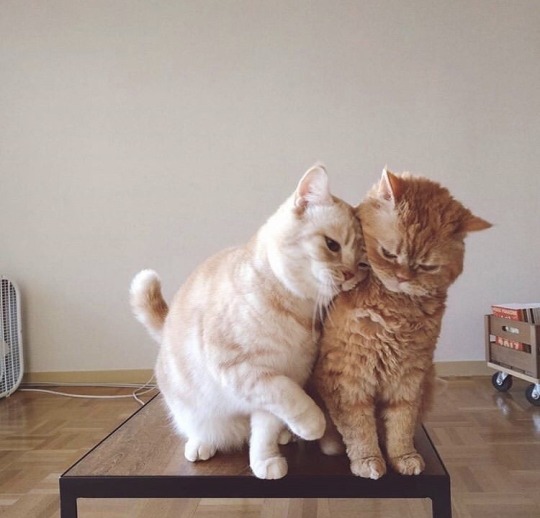 kittens-jpg: 