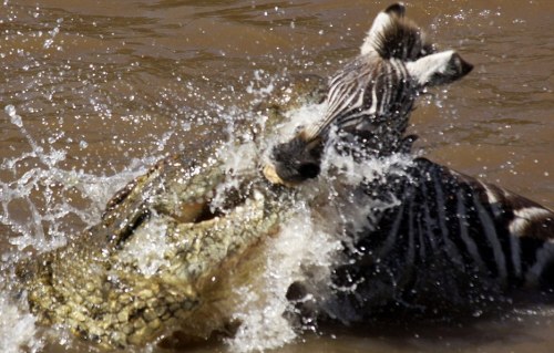 Nile crocodile taking advantage of a heard of zebra crossing the river