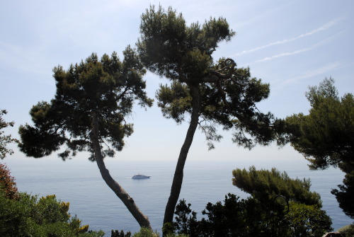 Jardin Exotique de Monaco