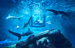 batmansymbol:  coolthingoftheday:  This aquarium