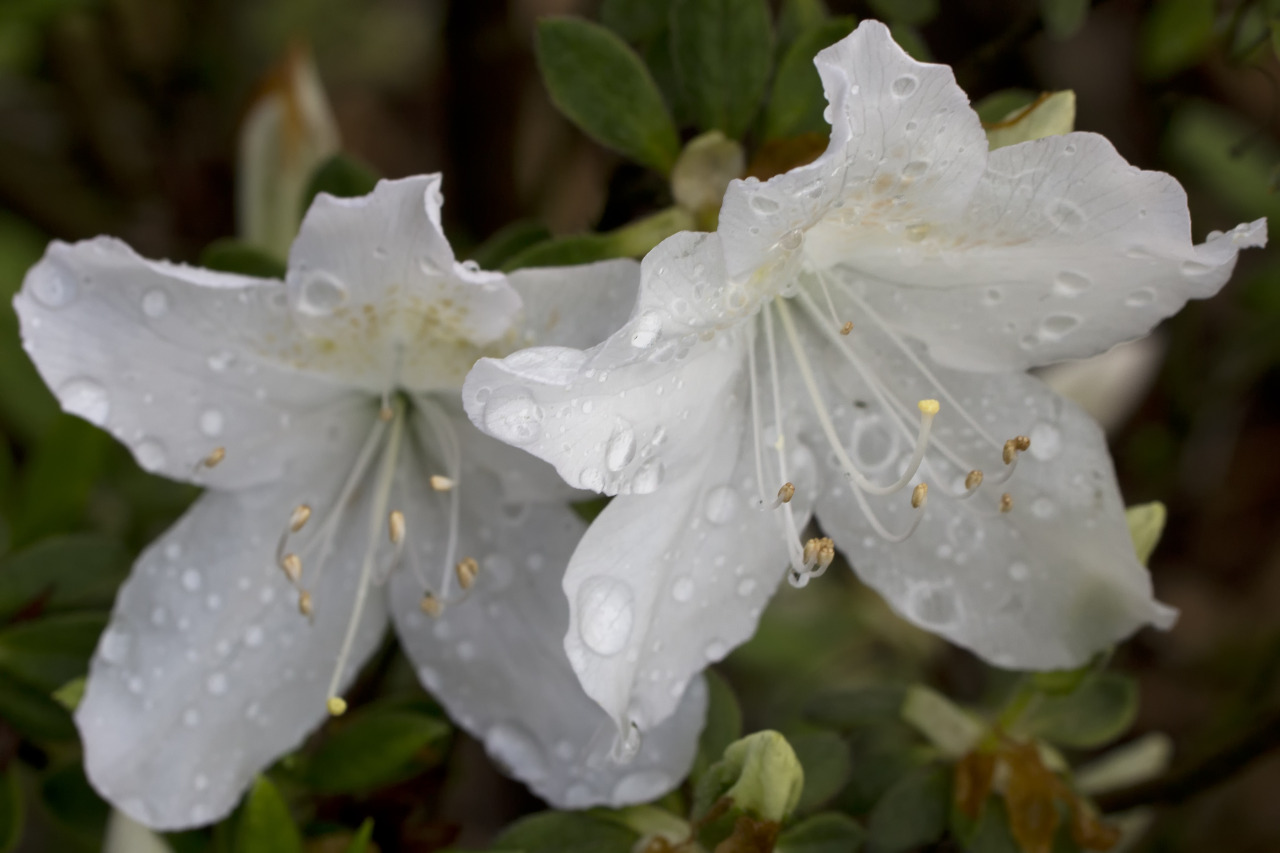 textless:  Crystal Springs Rhododendron Garden, Portland OR. 