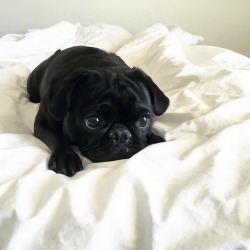 pugs:  When summer finally comes, but  it’s