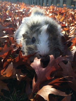 mylifethroughpicturesugh:  Voldy is almost four and this is his first time playing in the leaves 