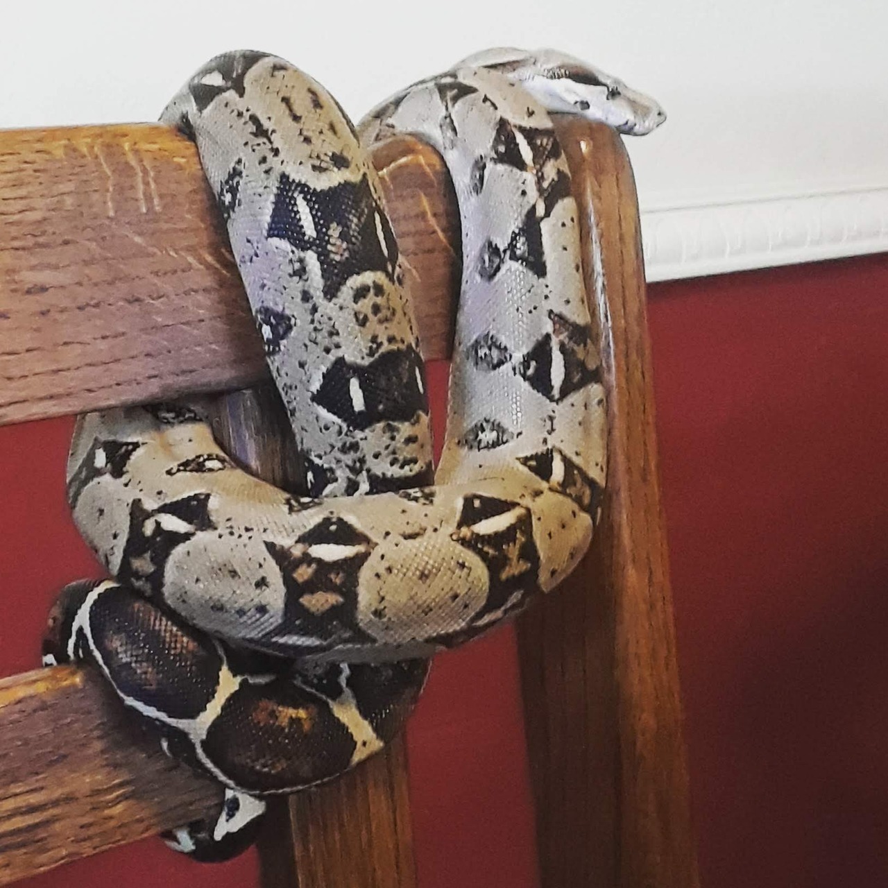 snake teddy smyths
