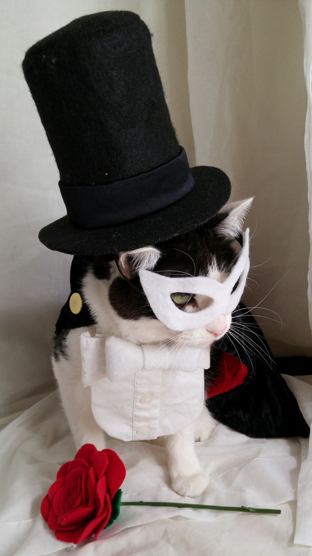 timeywimeyjedi:  I finally finished Cosmo’s Tuxedo Mask costume! 💗🎩🐈🌹💗