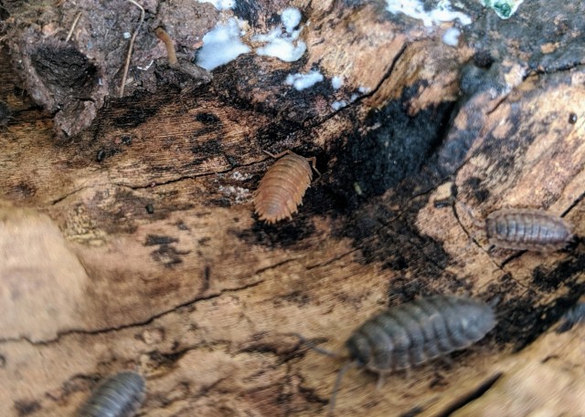 an orange isopod on some wood with other isopods nearby