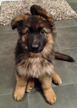 thecutestofthecute:German Shepherds and their little floppy ears. There is nothing I do not like about this.