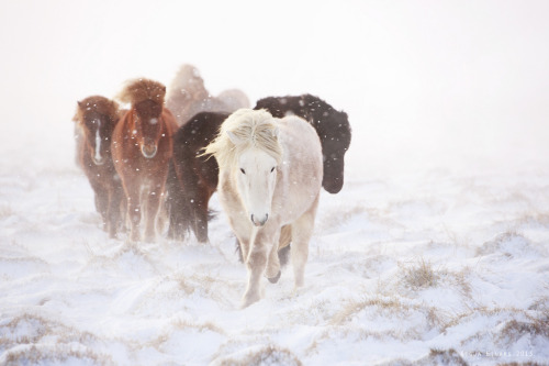 melodyandviolence: Icelandic horses by  Gigja Einarsdottir  