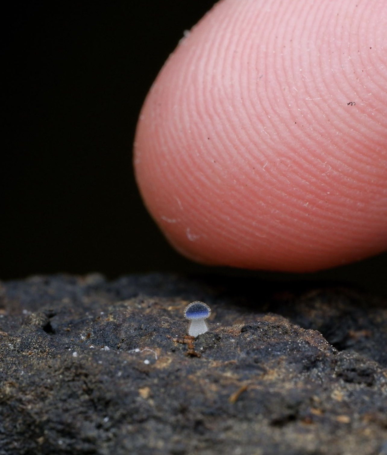 zegalba:近藍蓋小菇 Mycena Subcyanocephala porn pictures