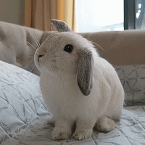 -> Autism Bunny (Plushie Dreadfuls) Stimboard !