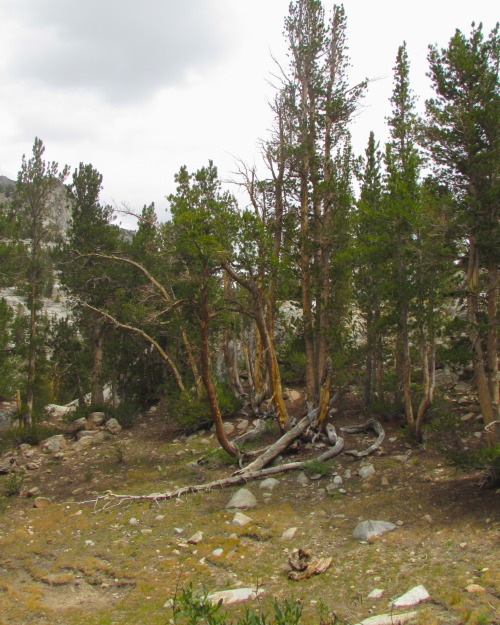 letsbeforestfriends:  Dead trees in the Eastern Sierra Nevada Mountians (by letsbeforestfriends)
