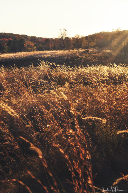 justinderosaphotography:Swaying in the breeze