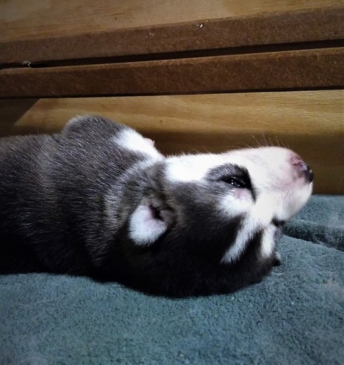 justslowdown:Finally get to see those sweet lil eyes! They’ve started responding to loud noise