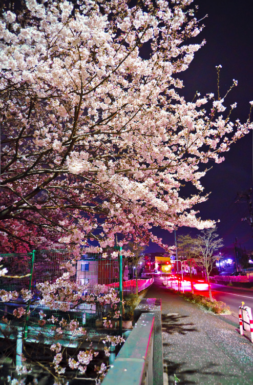 Cherry blossoms in night 08 Nikon D5000 AF-S DX Nikkor 18-55 + Rowa 0.45x WideConversionAtsugi Hayas