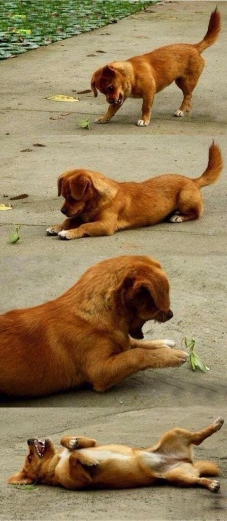 babyanimalsdaily:  Dog playing with a Praying MantisFollow Us for More BABY ANIMALS