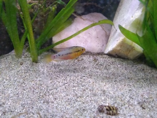 Hey, fishblr, can I get some help IDing these two?I’m pretty confident they’re Apistogramma (dwarf c