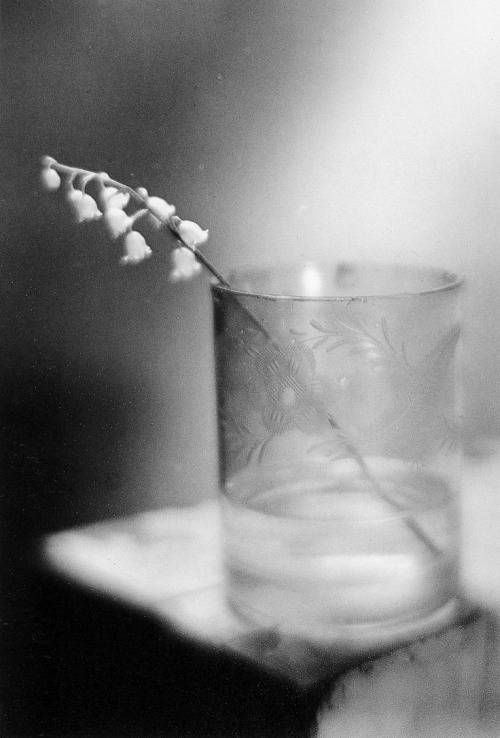 Still Life with a Lily of the Valley Josef Sudek