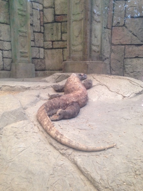 XXX agntexas:  Missin my komodo dragon friend photo