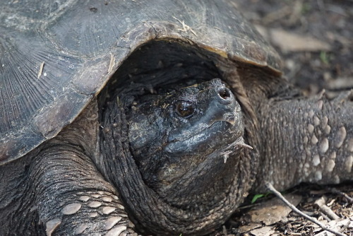 wildwesjames:Snappy boi Common snapping turtle Chelydra serpentina