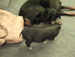 sizvideos:  Teacup pig lands backflip over