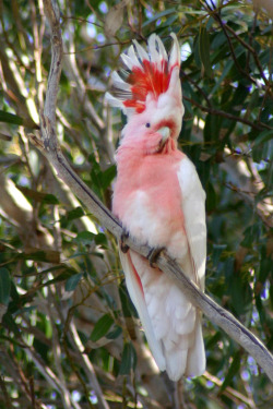 sublim-ature:  Major Mitchell’s Cockatoo