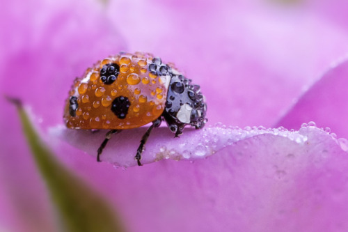 asylum-art:  Macro LadybugsIreland-based photographer Tomasz Skoczen has a knack for taking macro images, exposing the rarely seen worlds that surround us. Skoczen uses a Canon 5D Mark II in his backyard where he finds these marco scenes.Skoczen knows