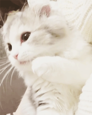babycreampufff:  tokkeki:   Yume🐱🐾ゆめ NA;ROKGJV/WJVOFJEORIGJVNOOOOAGGGHH