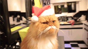 these-times-shall-pass:  baby animal posts daily
