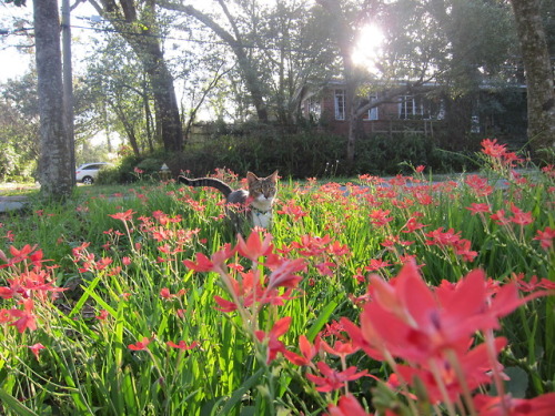 great-and-small:It’s National Cat Day! This dashing tabby makes me so happy, I love having a c