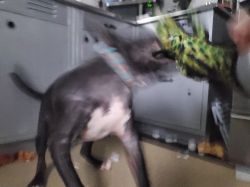 Tony is completely blurred from motion, jumping into the air and shaking a stuffed crocodile toy. He looks absolutely bonkers, and is in a kitchen where the floor is now covered in fluff from the inside of the crocodile toy.
