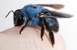 headandstomachached:  Xylocopa caerulea (“Blue
