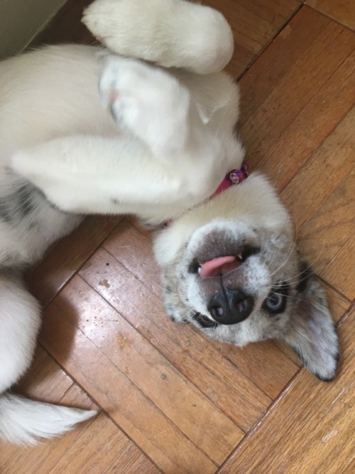 My Beautiful, Ferocious Little Wild Child