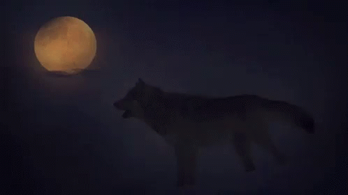 ↠  Let Yourself Howl  ↞ 