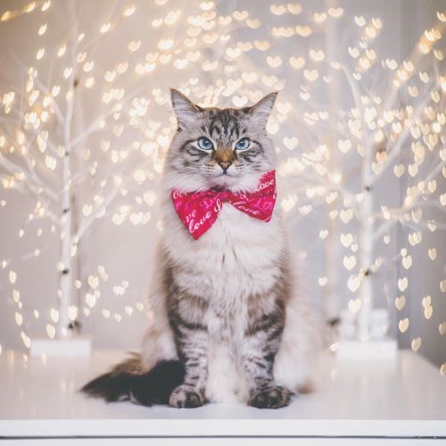 Finnegan is ready for Valentines Day! #toronto #cat #SiberianCat #valentines #Petzval #PetzvalArtLe